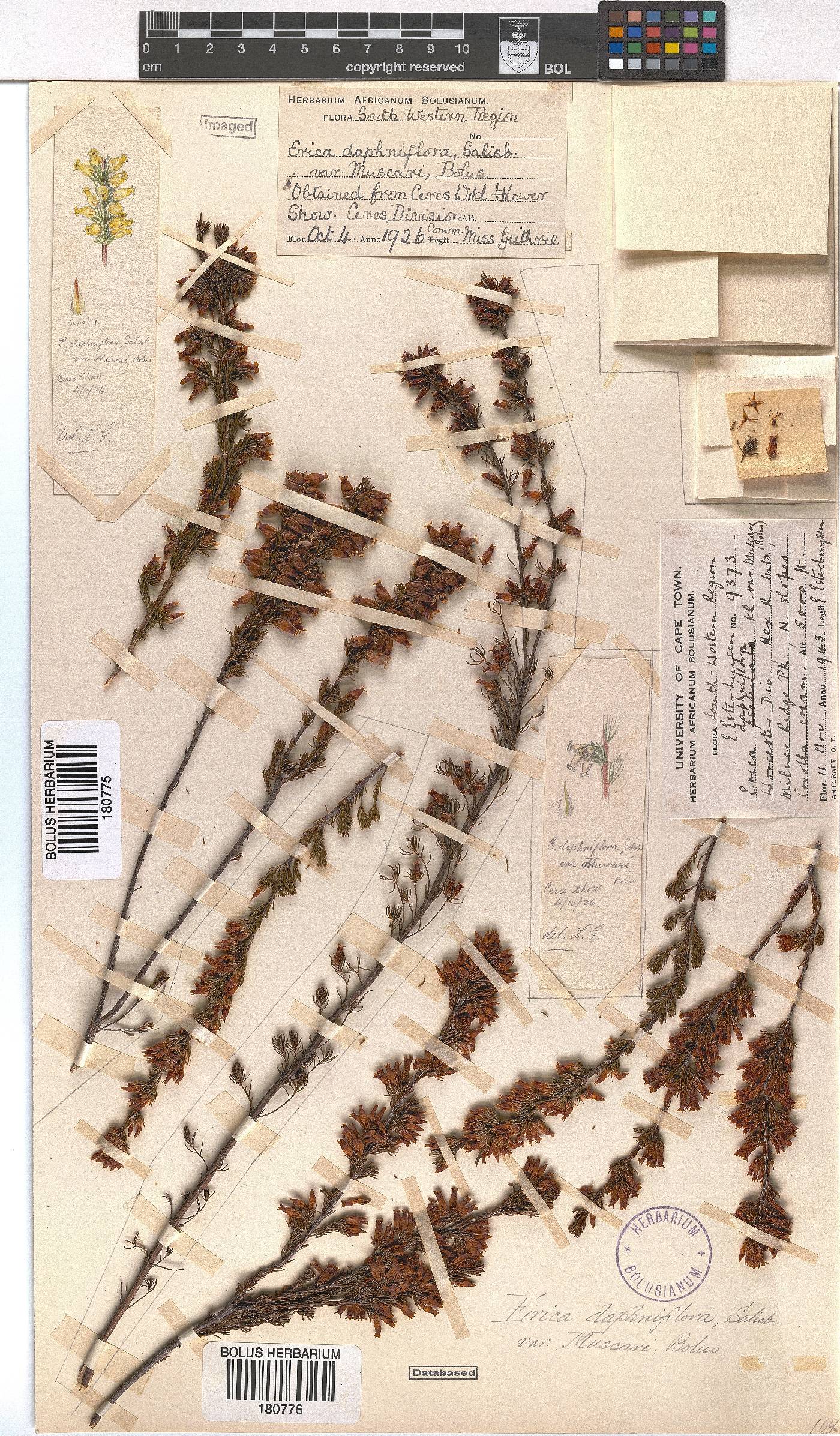 Erica daphniflora var. muscari image