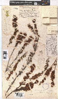 Erica daphniflora image