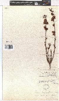 Erica daphniflora image