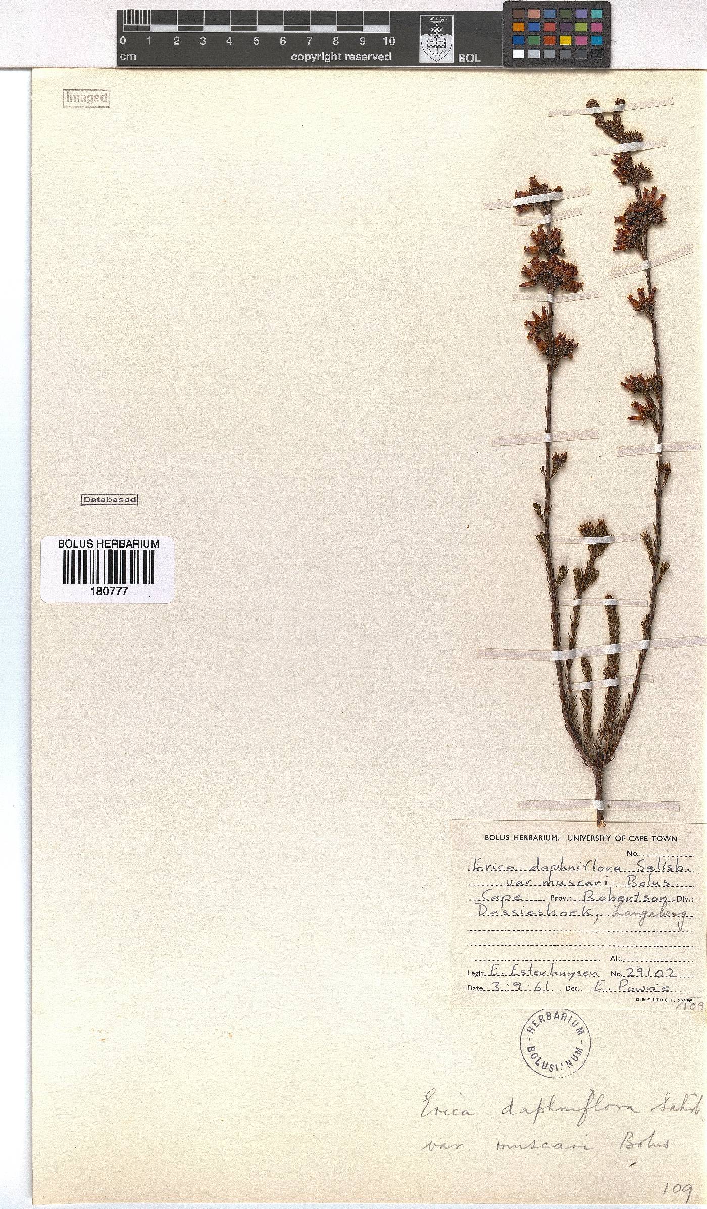 Erica daphniflora var. muscari image