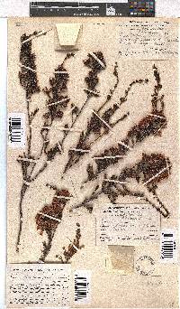 Erica daphniflora image