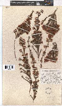 Erica daphniflora image