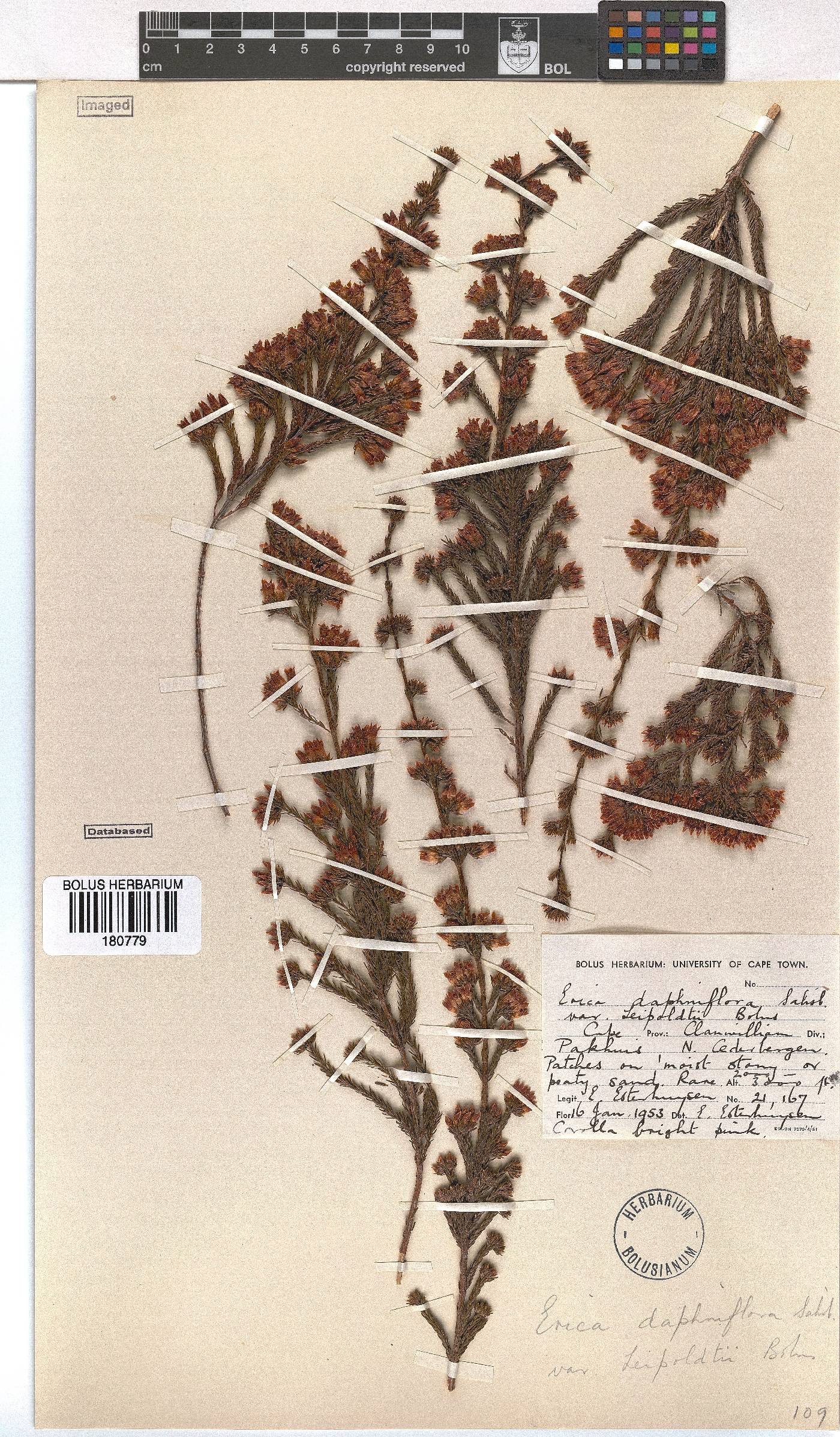 Erica daphniflora image