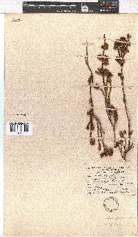 Erica daphniflora image