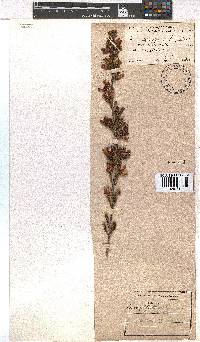 Erica daphniflora image