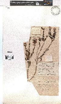 Erica daphniflora image