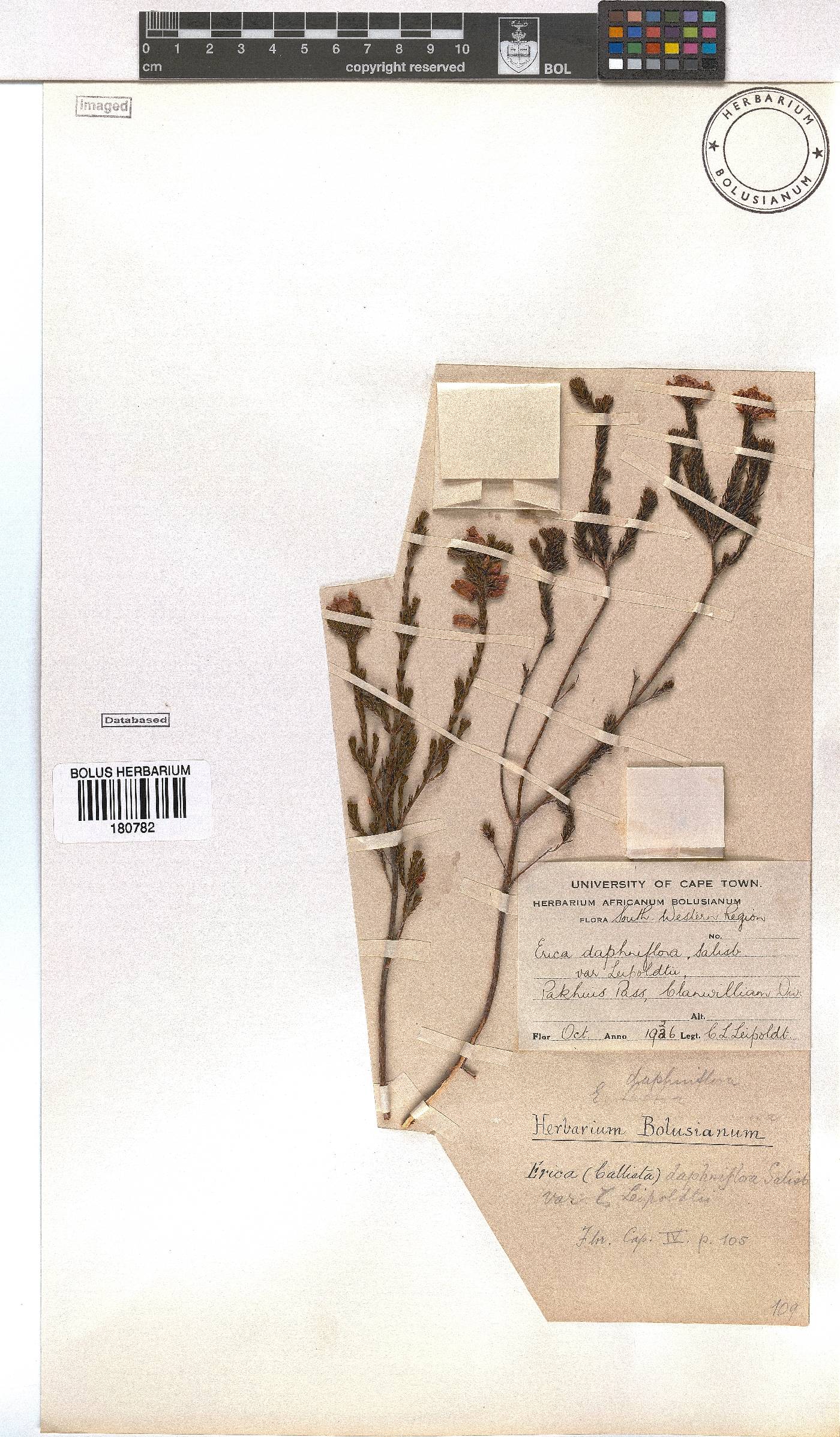 Erica daphniflora var. leipoldtii image