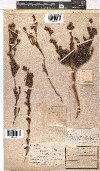 Erica denticulata var. retusa image