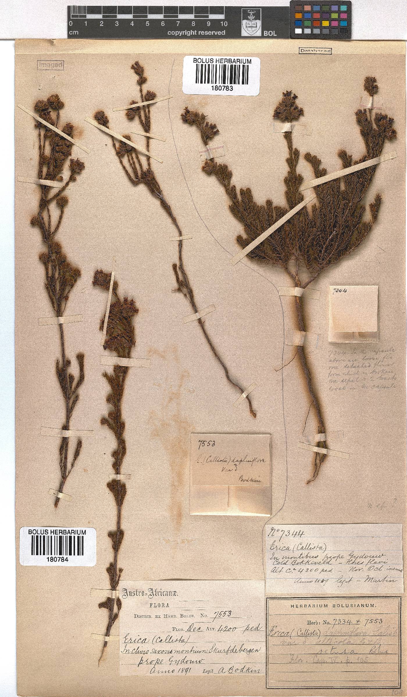 Erica denticulata var. retusa image