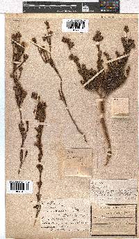 Erica denticulata var. retusa image