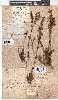 Erica denticulata var. retusa image