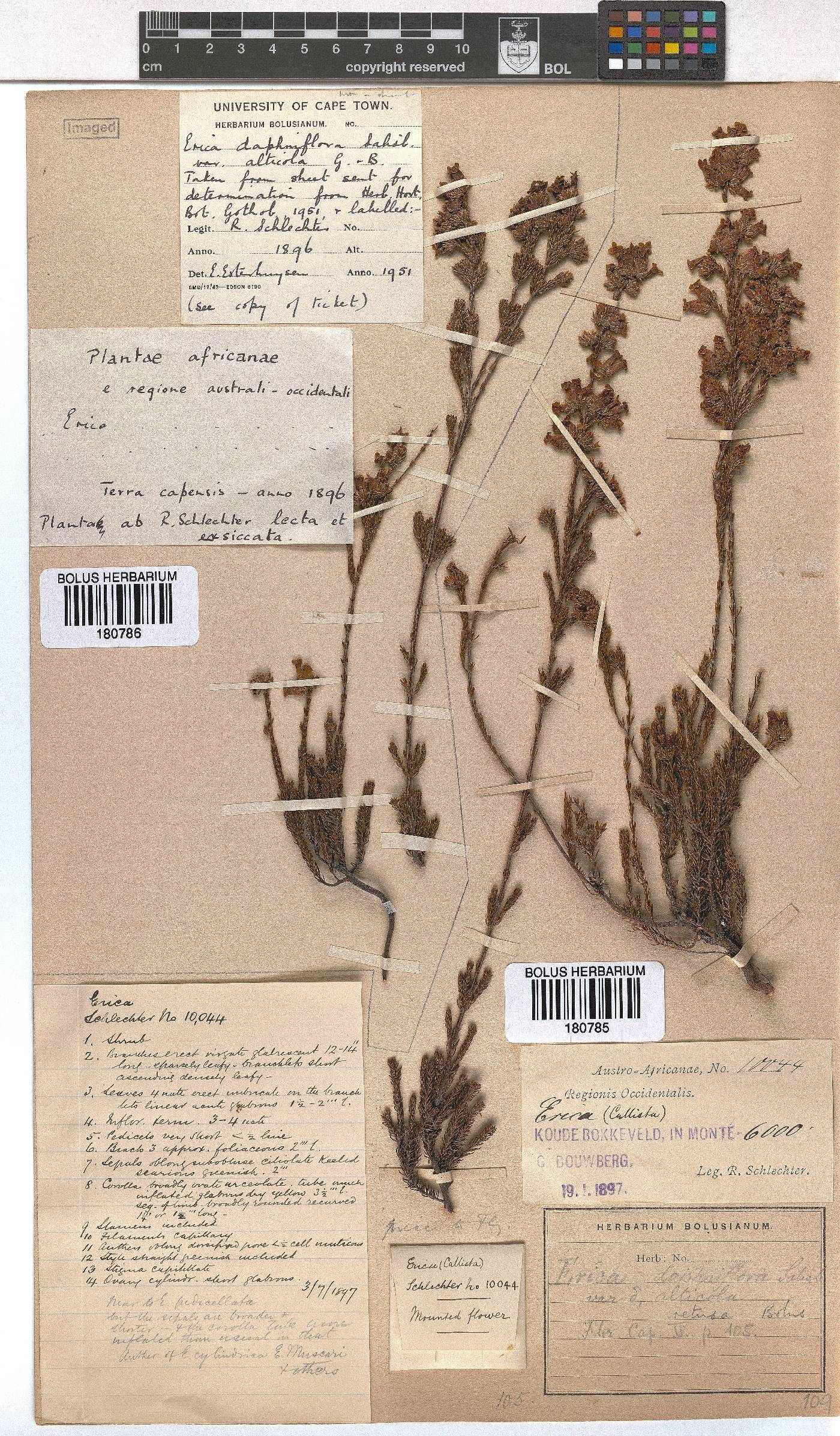 Erica denticulata var. retusa image