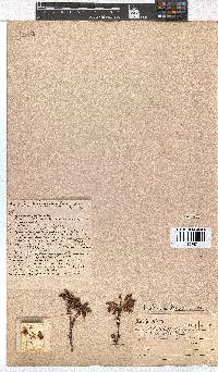 Erica denticulata var. retusa image