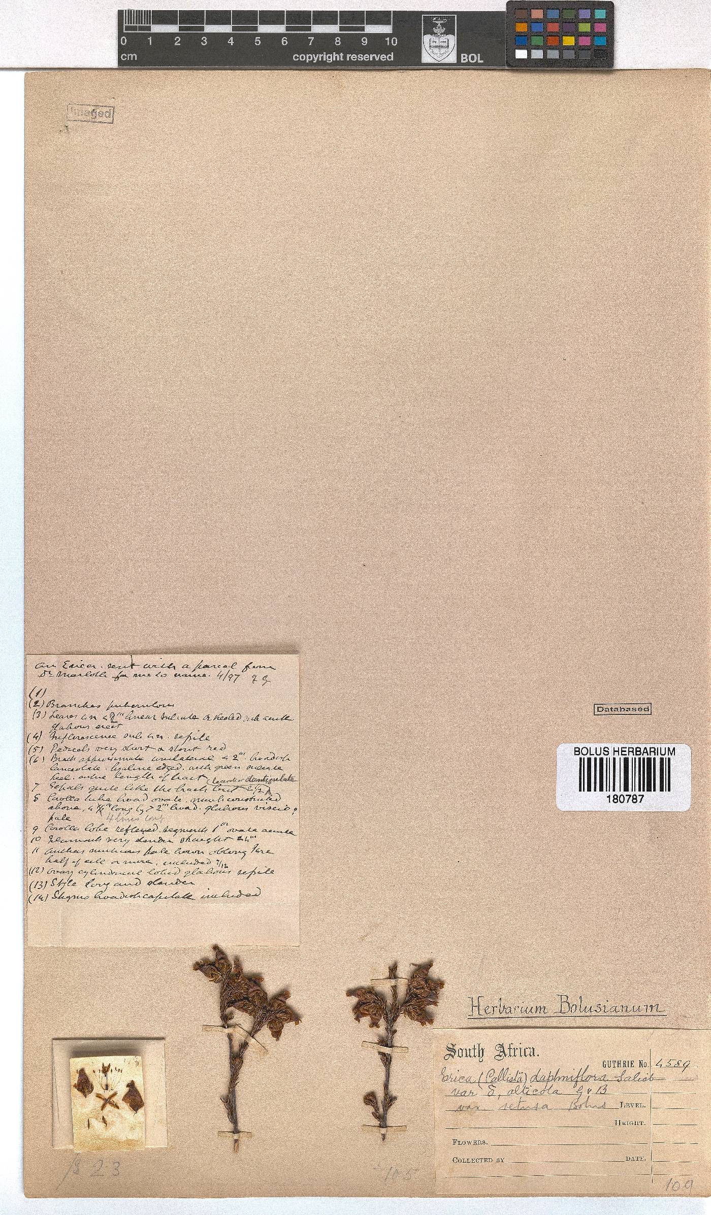 Erica denticulata var. retusa image