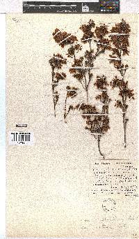 Erica denticulata var. retusa image