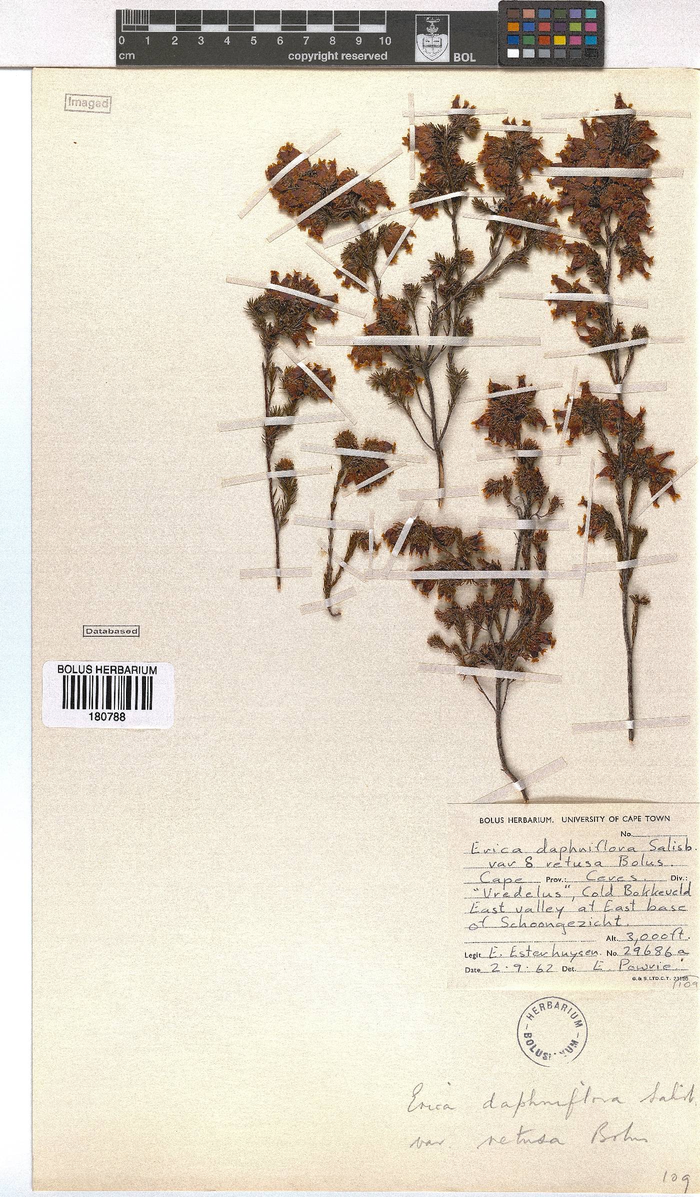 Erica denticulata var. retusa image