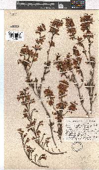 Erica denticulata var. retusa image