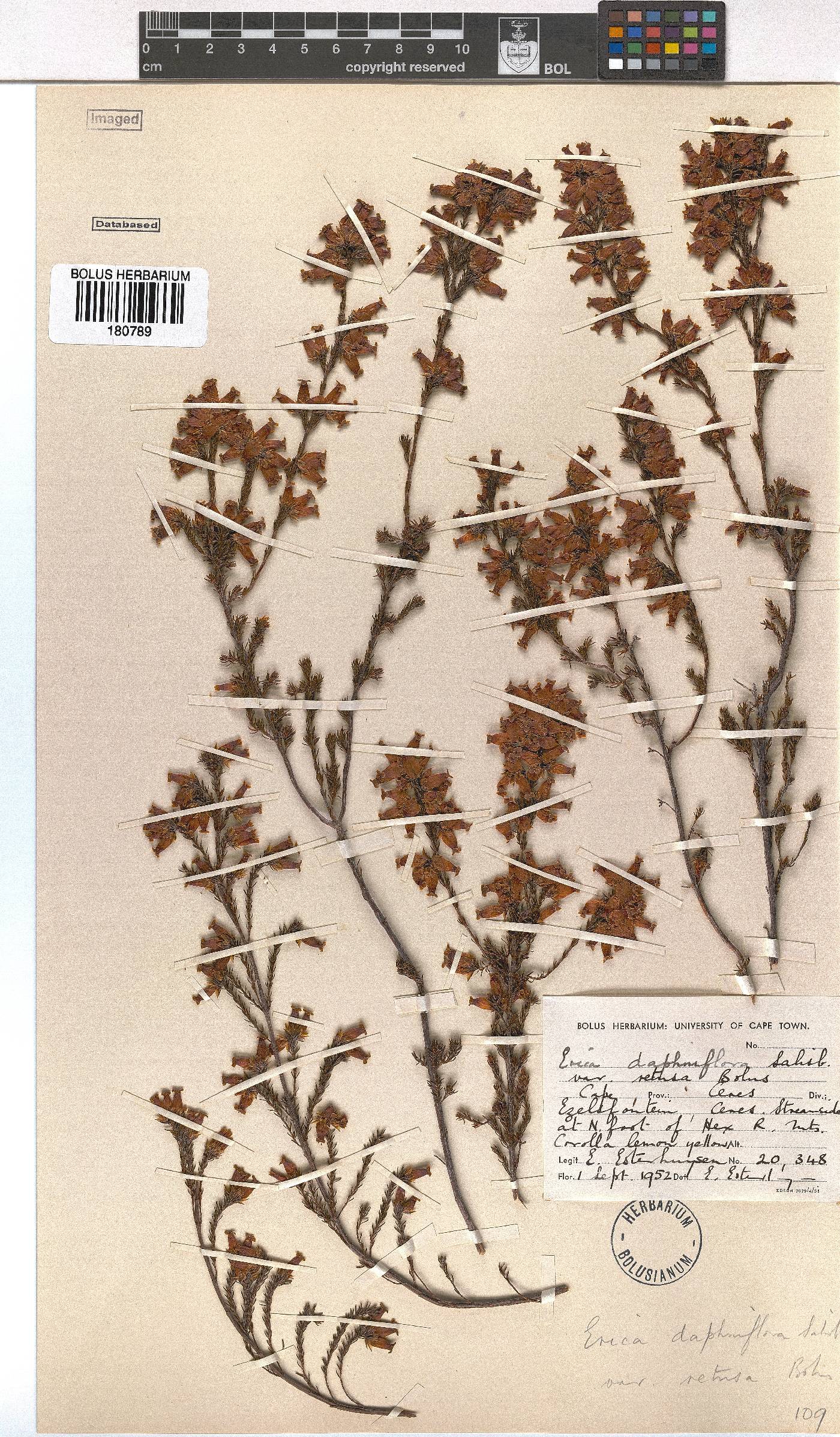 Erica denticulata var. retusa image