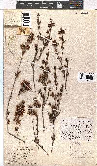 Erica denticulata var. retusa image