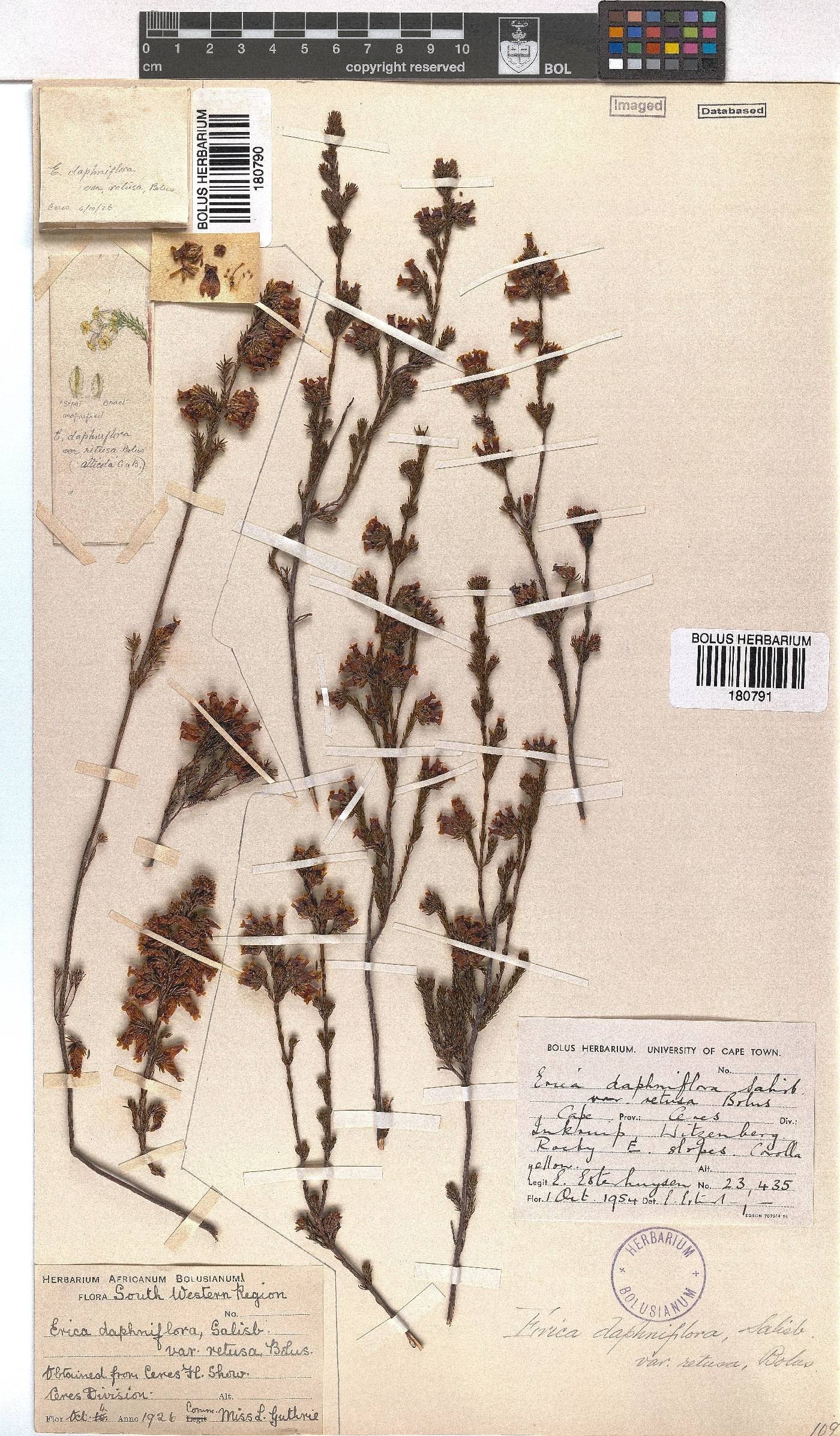 Erica denticulata var. retusa image