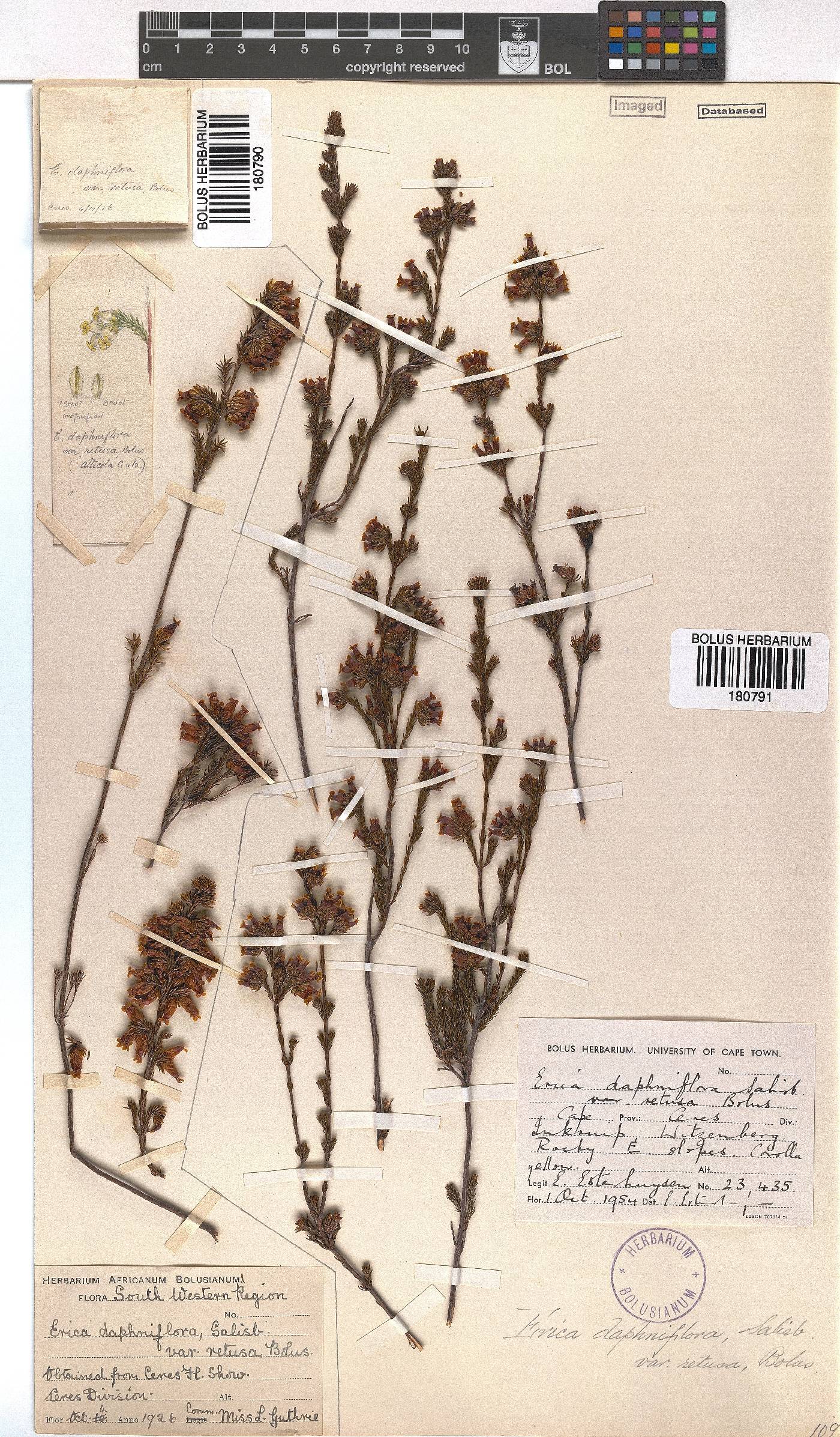 Erica denticulata image