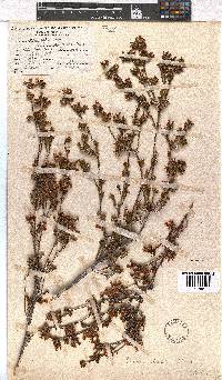 Erica denticulata var. retusa image