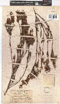 Erica denticulata var. retusa image