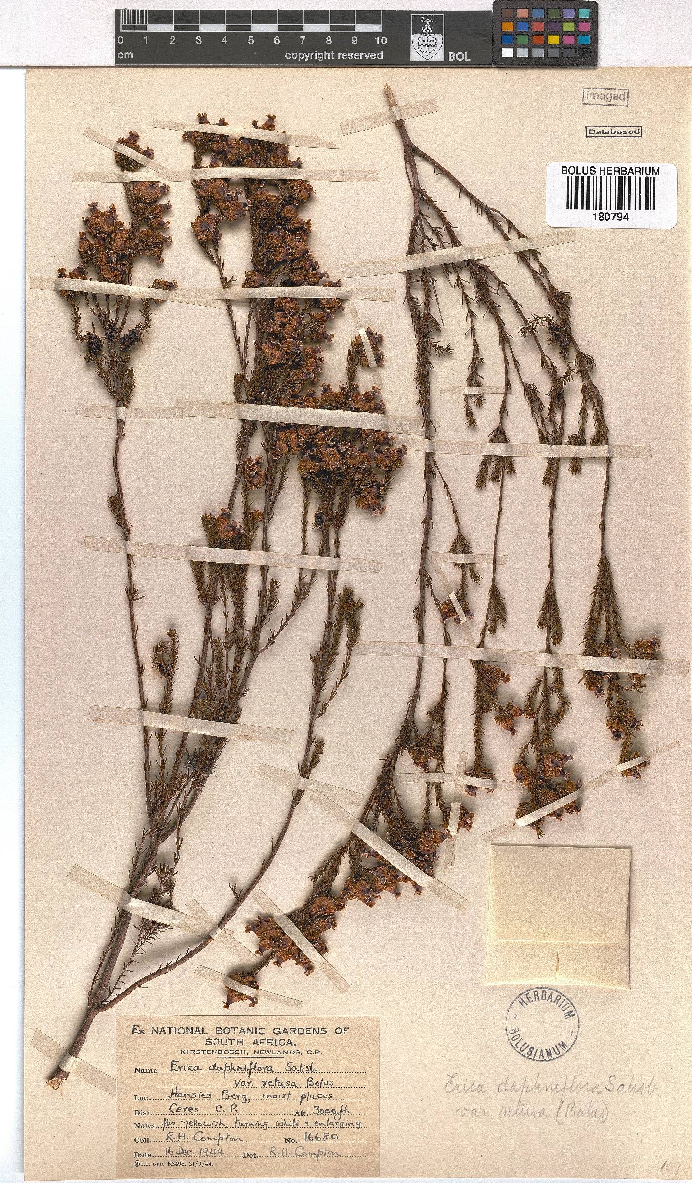 Erica denticulata var. retusa image