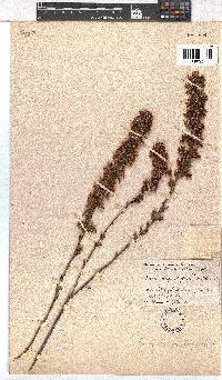 Erica daphniflora image