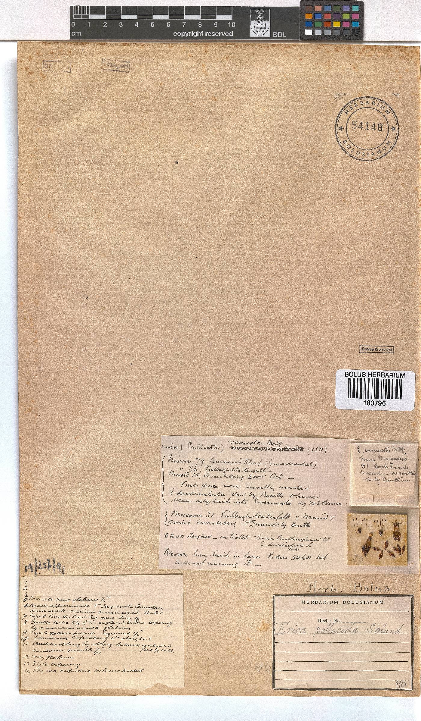 Erica pellucida image