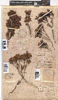 Erica pellucida image