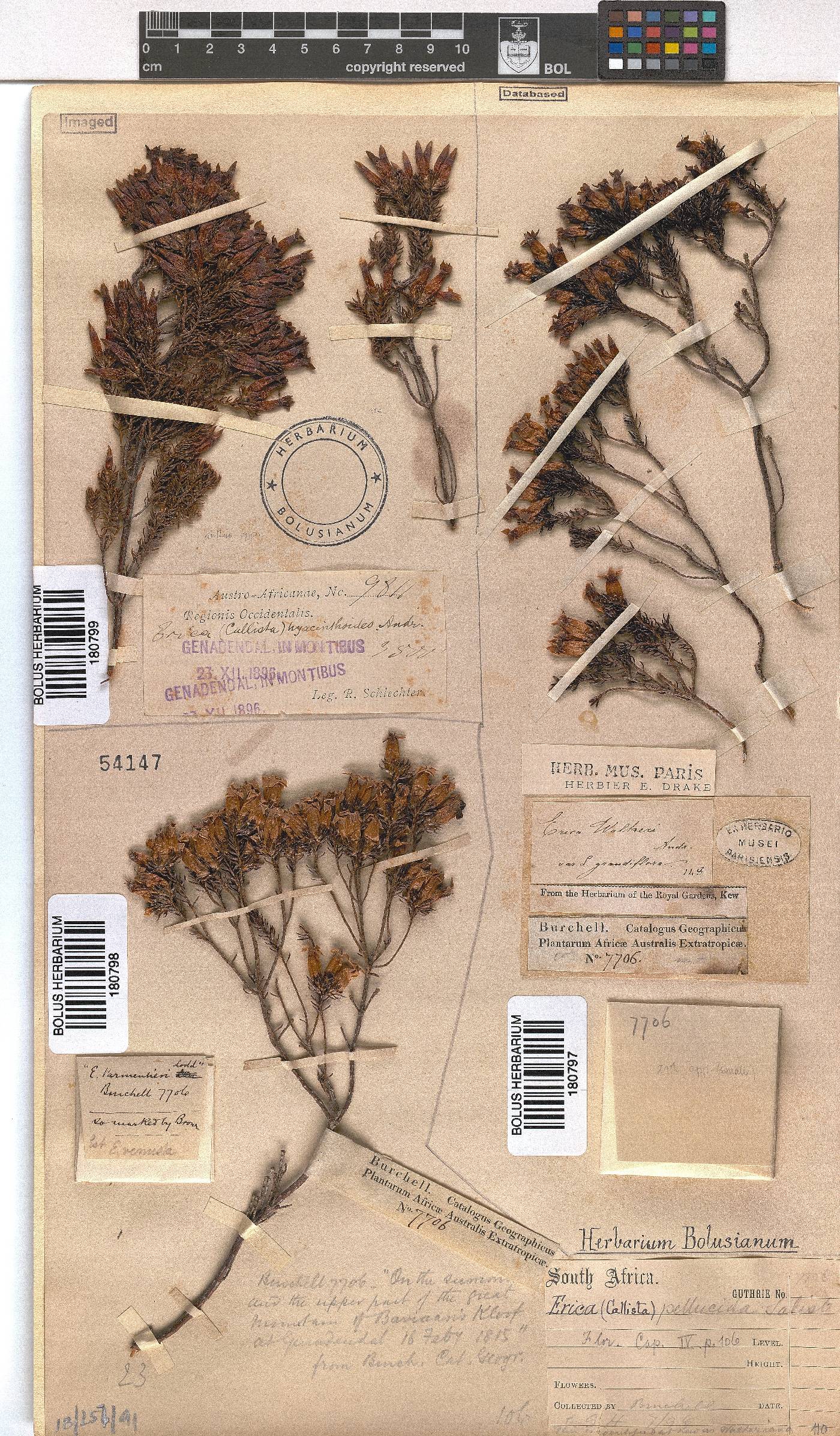 Erica pellucida image