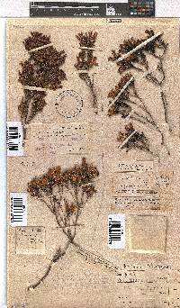 Erica pellucida image