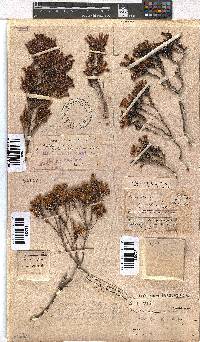 Erica pellucida image