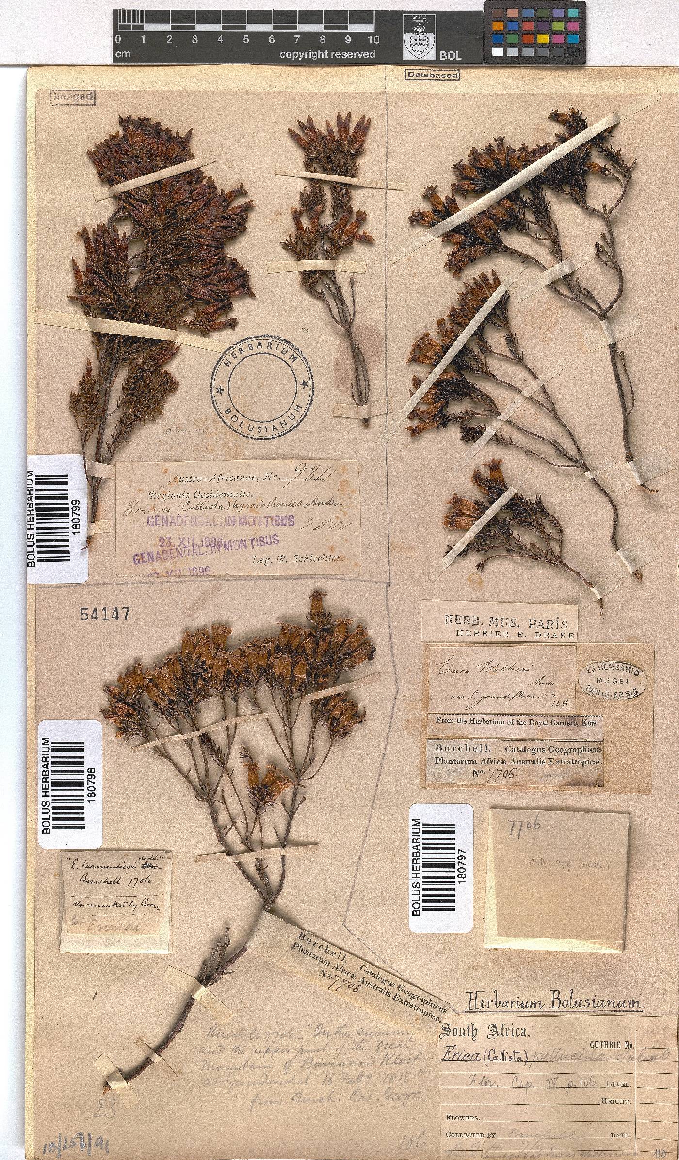 Erica pellucida image