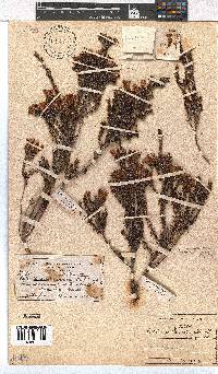 Erica pellucida image