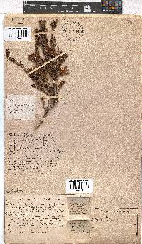 Erica pellucida image