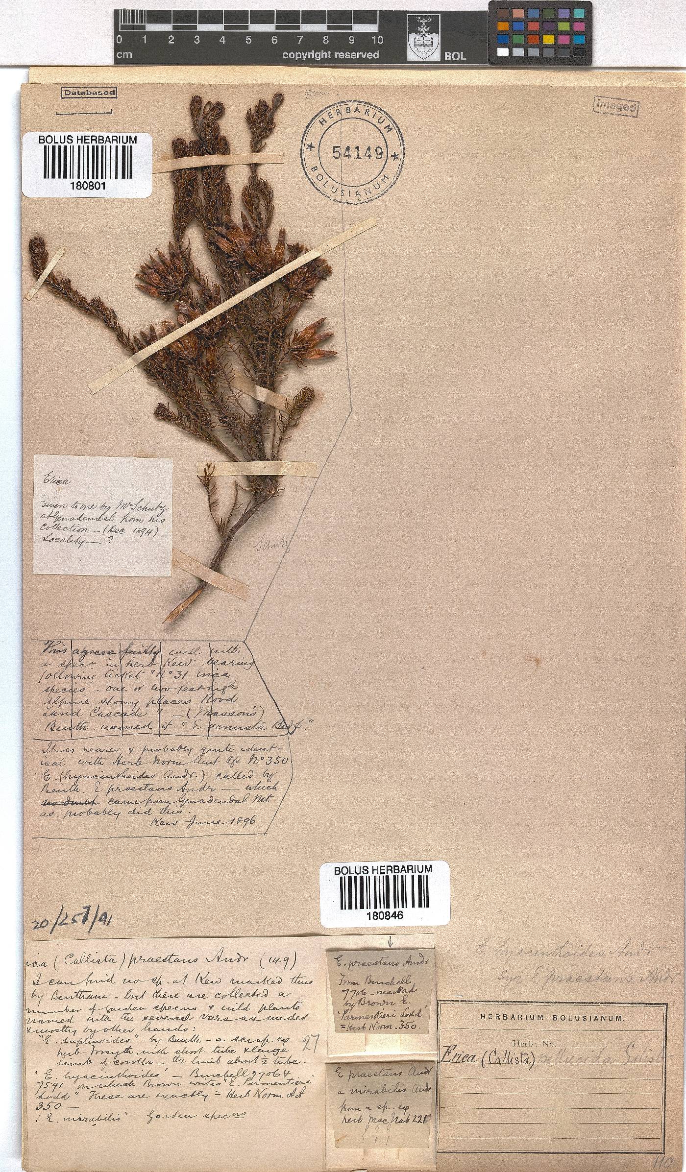 Erica pellucida image