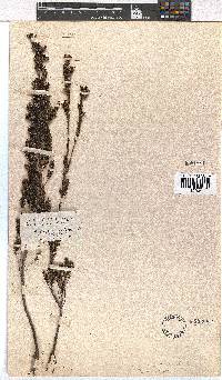 Erica denticulata image