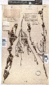 Erica denticulata image