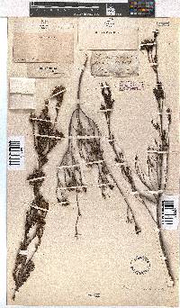 Erica denticulata image