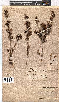 Erica denticulata image