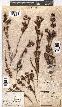 Erica denticulata image