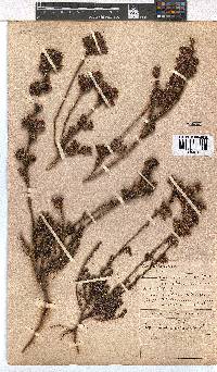 Erica denticulata image