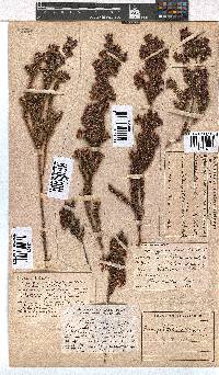 Erica denticulata image