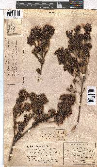 Erica denticulata image