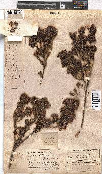 Erica denticulata image