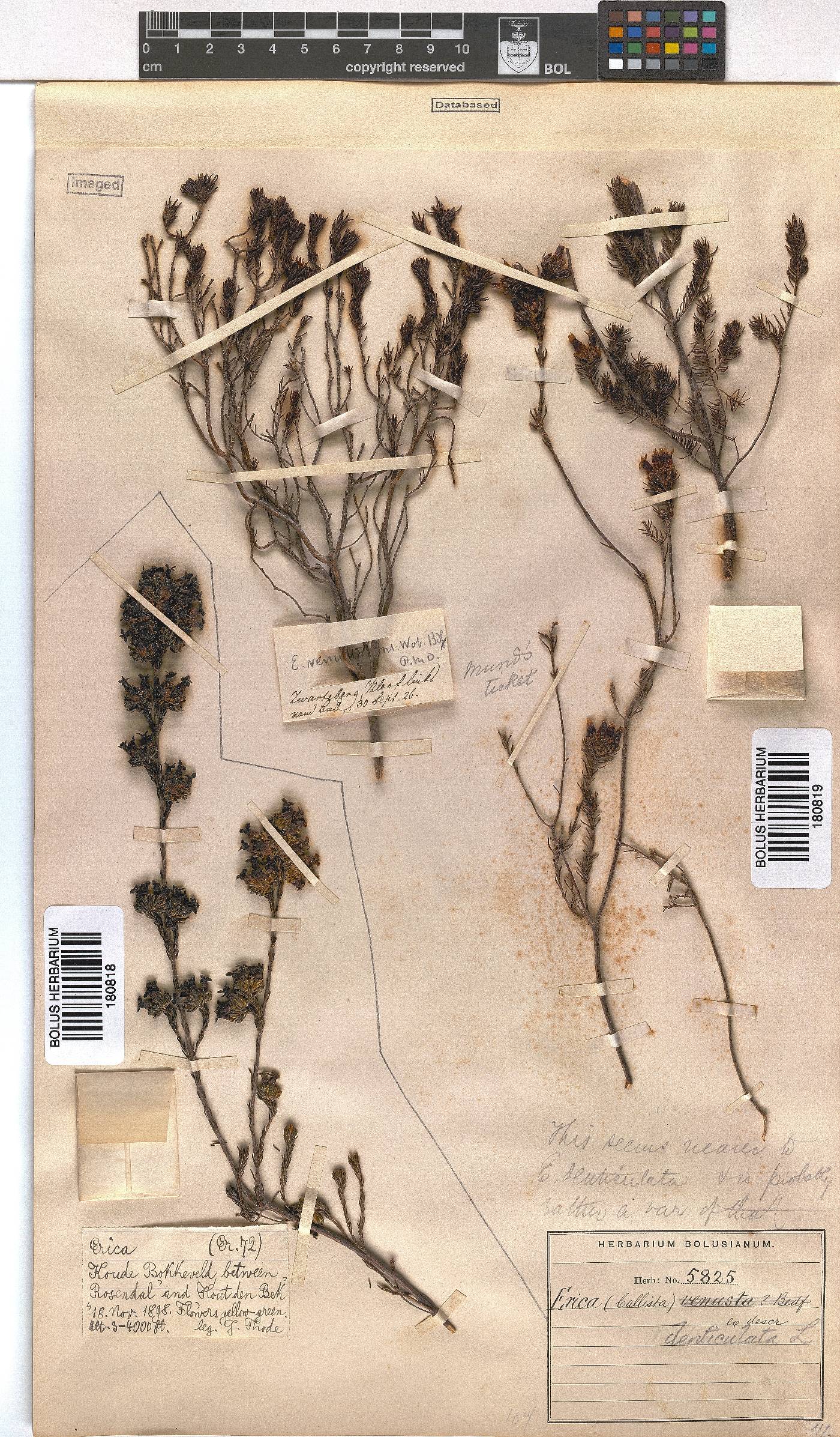 Erica denticulata image