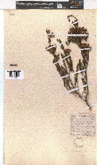 Erica denticulata image