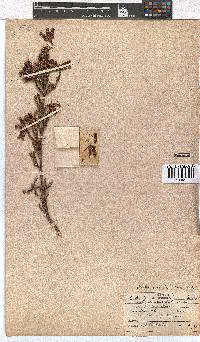 Erica denticulata image